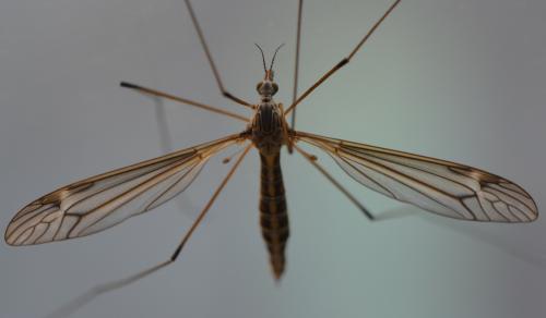 Réf. 308 417 : Tipula lateralis